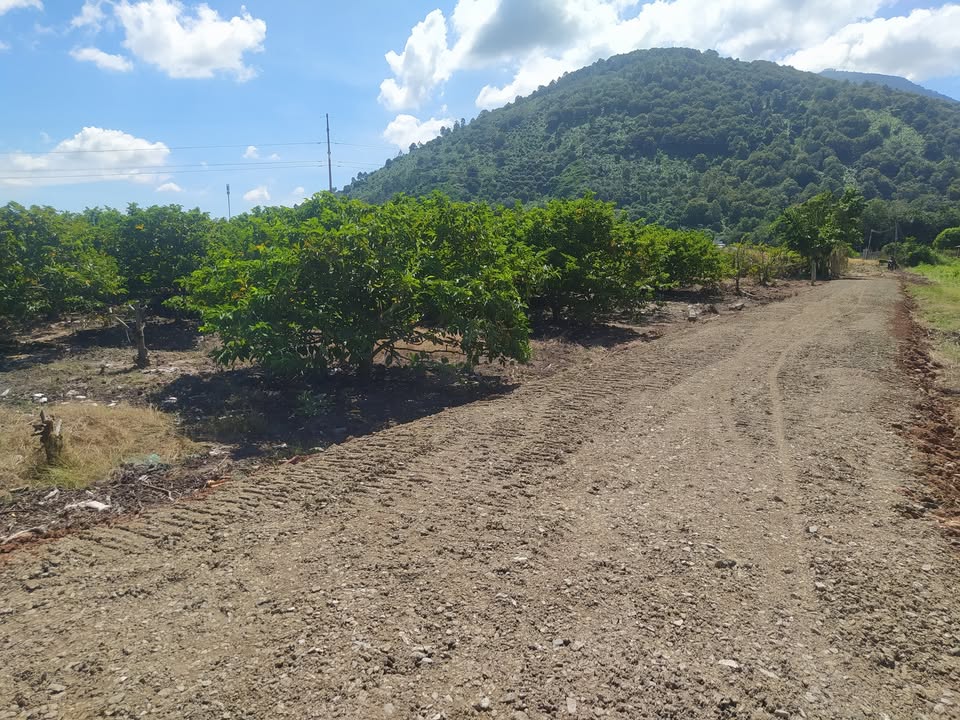 Đất nền 150m² xã Thành Lợi, Tân Châu - Sổ đỏ chính chủ, giá chỉ 200 triệu!