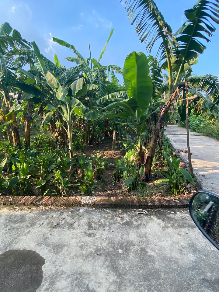 Đất nền Mộ Trạch Tân Hồng 90m² giá 800 triệu - Chính chủ bán gấp!