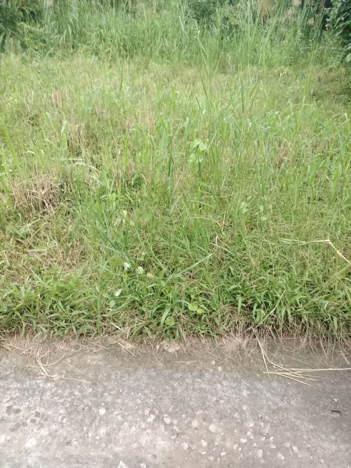 Đất nền An Hiệp, Ba Tri, Bến Tre 355m² giá 270 triệu - Cơ hội đầu tư tuyệt vời!