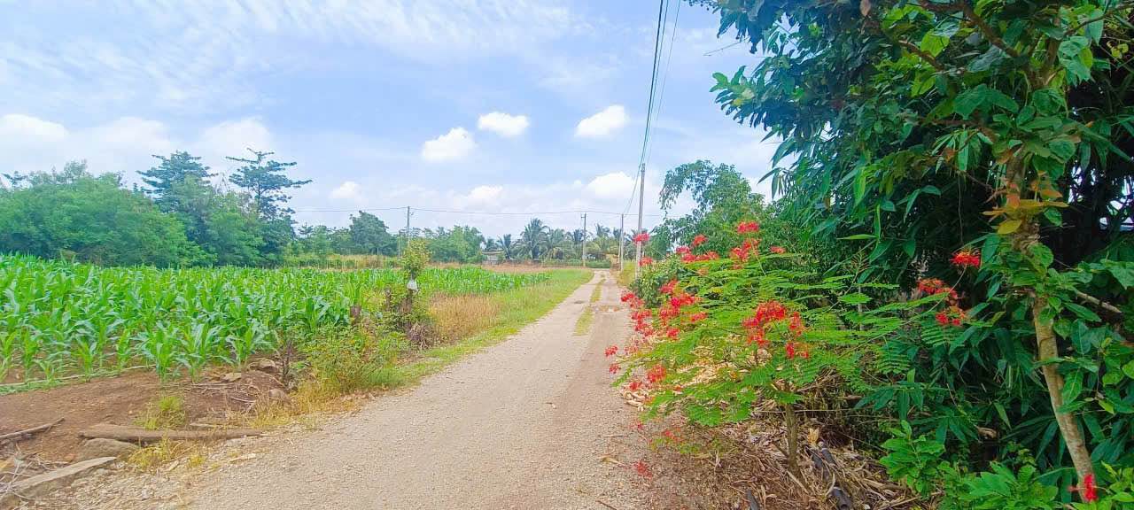 Đất nền Long Tân, Đất Đỏ 1570m² giá 2.5 tỷ - Phù hợp đầu tư và làm nhà vườn!