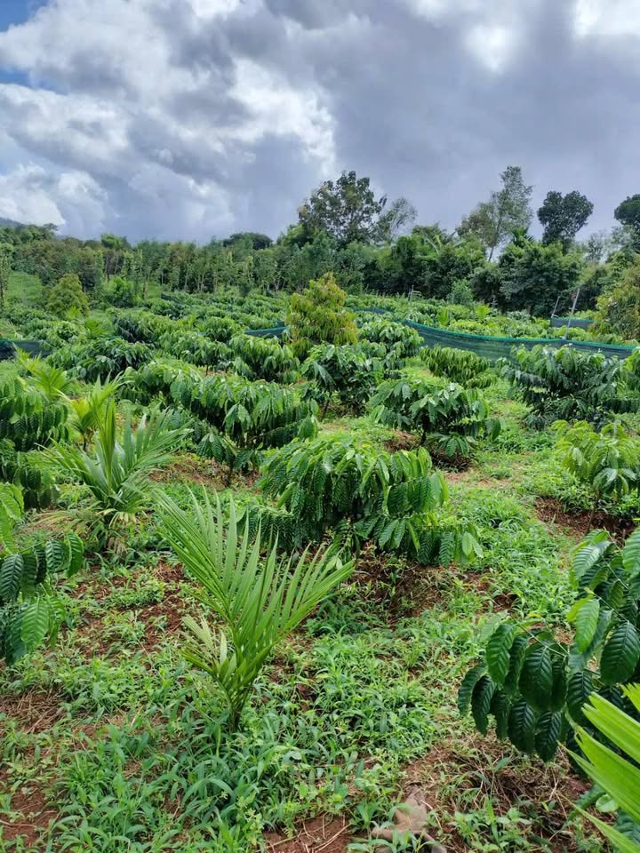 Đất nền xã Ea Tar, Cư M'gar 6500m² giá chỉ 1.65 tỷ - Đầu tư sinh lời ngay!