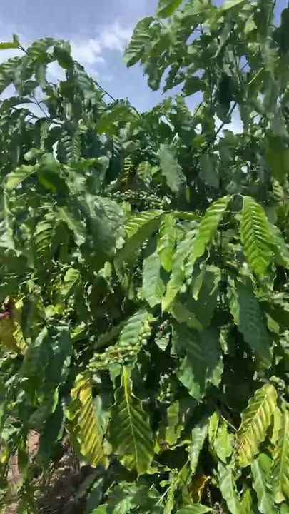 Farm 1.5ha tại thôn 6C, xã Cư Elang, huyện Ea Kar - Giá chỉ 1.5 tỷ