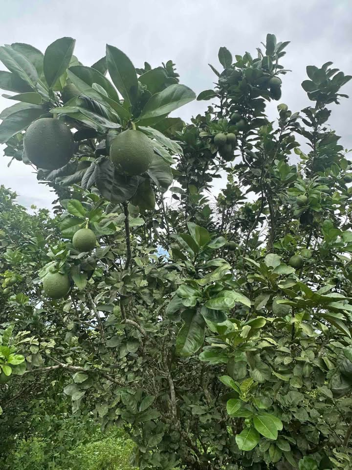 Đất vườn Khánh Nam 9500m² giá 899 triệu - Pháp lý rõ ràng, cây ăn trái sẵn sàng!