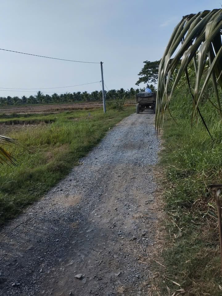 Đất ruộng 5,6 công tại Tân Xuân, Ba Tri giá 560 triệu - Đường xe máy cày tới nơi!