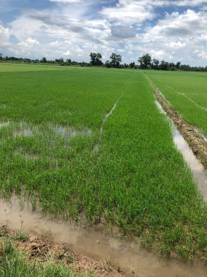 Đất 2 mặt tiền kênh 180000m² tại Ấp Bờ Đập, Viên An - Giá chỉ 1.8 tỷ!