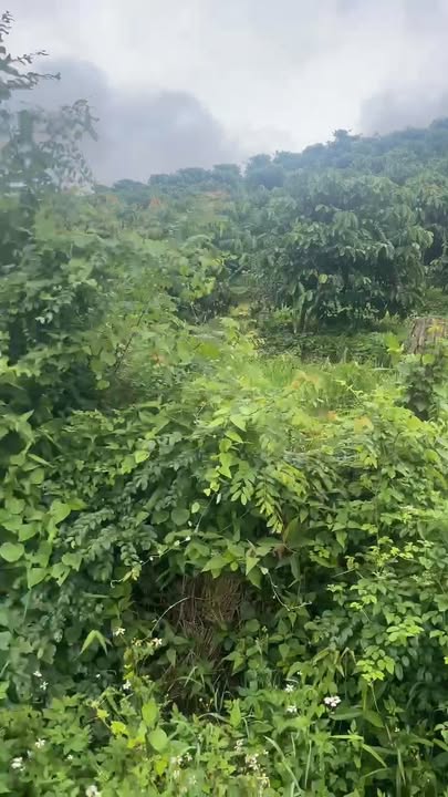 Đất Cà Phê Mặt Tiền Bê Tông Xã Tà Năng 17.360m² Giá 2.6 Tỷ - Cơ Hội Đầu Tư Hiếm Có!