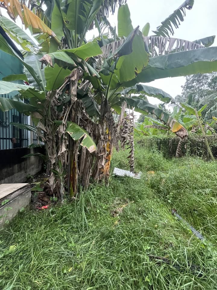 Đất nền Củ Chi 155m² giá 2.5 tỷ - Sổ riêng, ô tô vào tận nơi!