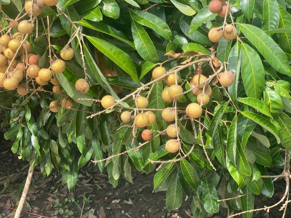 Đất nền liên kề Phú Quới Vĩnh Long 142m² giá 349 triệu - Lô đất trồng nhãn mát mẻ!