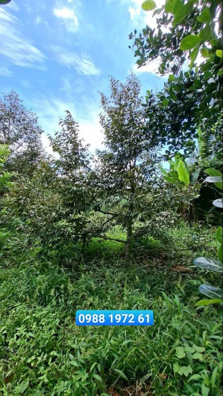 Đất nông nghiệp 12.240m² tại Nghĩa Thành, Châu Đức - Đầu tư sinh lời từ vườn trái cây