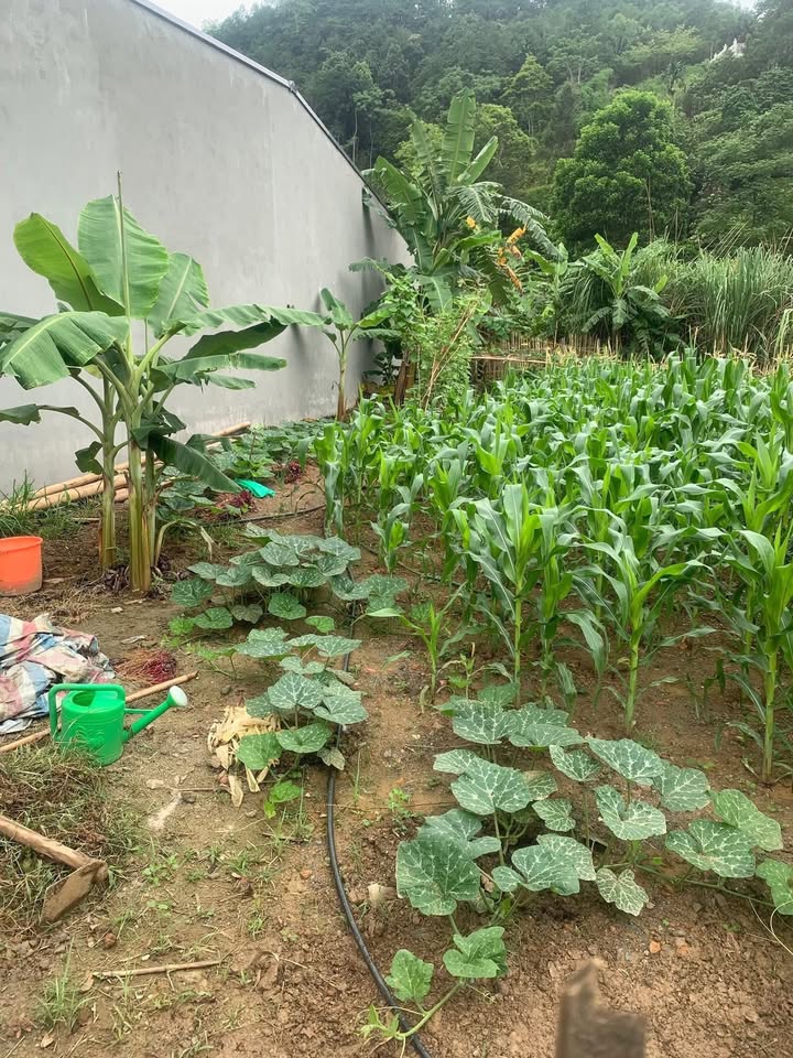 Đất thổ cư 180m² tại khu phố 2, phường Quang Trung - Gần cầu Gạc Đì chỉ 700m!