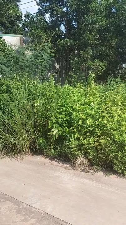 Đất đấu giá Xương Lâm, Lạng Giang 100m² giá 1.8 tỷ - Kinh doanh thuận lợi!