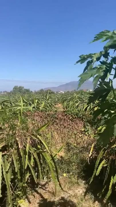 Đất Farm Tân Hải La Gi 1133m² giá 3,1 tỷ - Cơ hội đầu tư hấp dẫn!