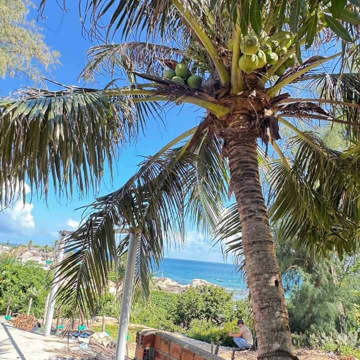 Đất biển Mũi Vi Rồng Mỹ Thọ, Phù Mỹ 140m² giá 1.99 tỷ - Cơ hội đầu tư tuyệt vời!