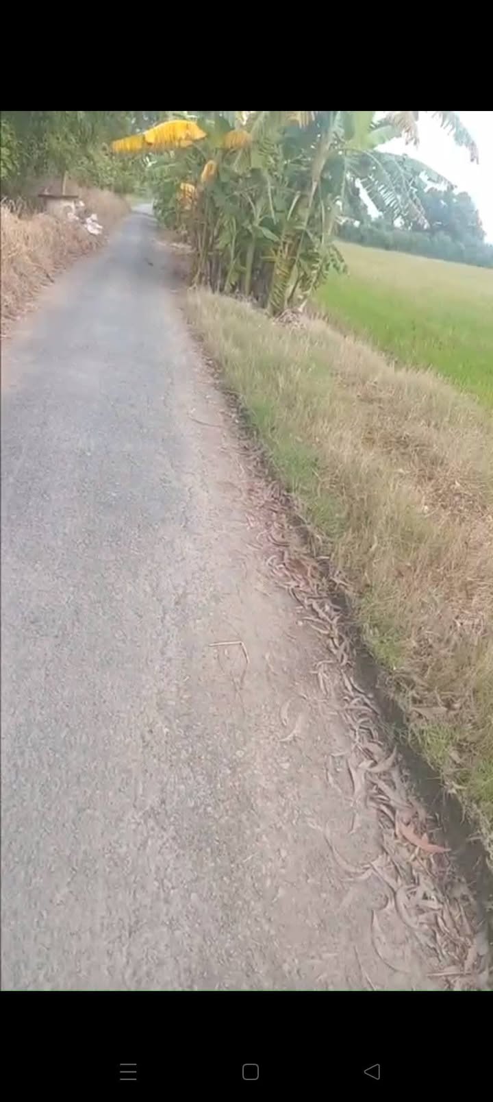 Đất ruộng 2 công Gia Thuận Gò Công Đông 8000m² - Giá chỉ 380 triệu!