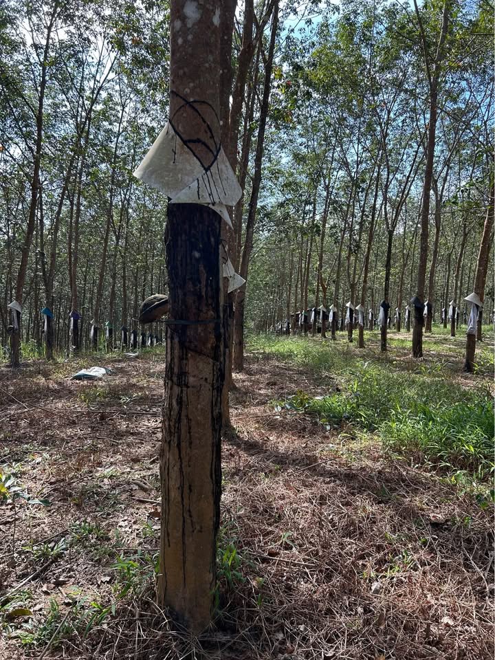 Đất Farm 1,1ha tại Hòa Bình, Kon Tum - Gần hồ nước, địa hình bằng phẳng