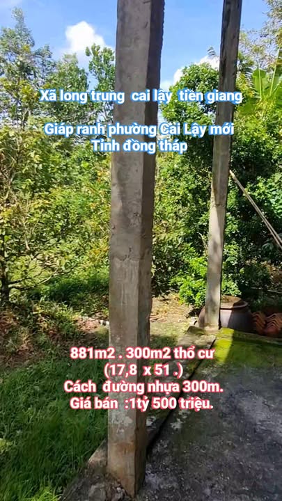 Nhà vườn sầu riêng tại xã Long Trung, huyện Cai Lậy, 17.851m² - Cơ hội đầu tư tuyệt vời!