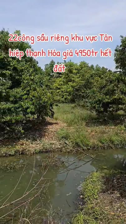 Lô đất sầu riêng 22.000m² tại xã Tân Hiệp, huyện Thạnh Hóa - Giá chỉ 4.95 tỷ!