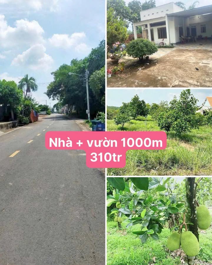 Nhà vườn Tân Hiệp 1000m² giá 310 triệu - Bán gấp, chính chủ!