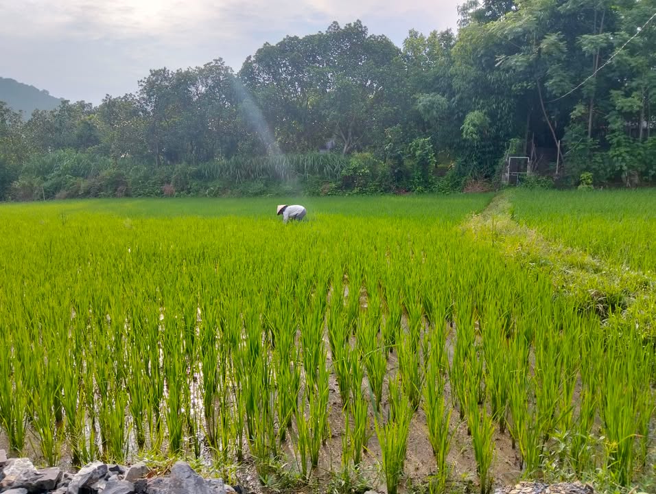 Đất nền lô góc 3000m² tại thị trấn Chinê, Phú Thọ - Vị trí đắc địa, view cánh đồng