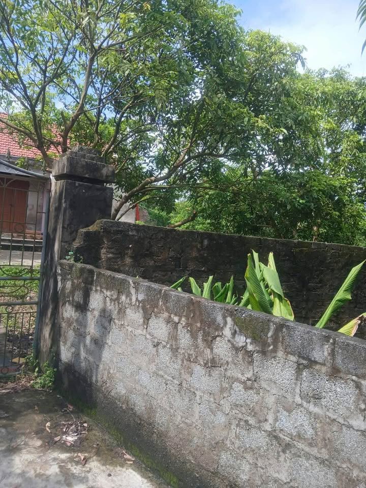 Đất nền Tam Đa, Phù Cừ, 1051m² giá chỉ 4.13 tỷ - Đầu tư sinh lời ngay!