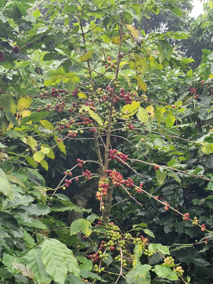 Farm Chiềng Mai 7000m² giá 1.1 tỷ - Đất màu mỡ, tiện đường ô tô!