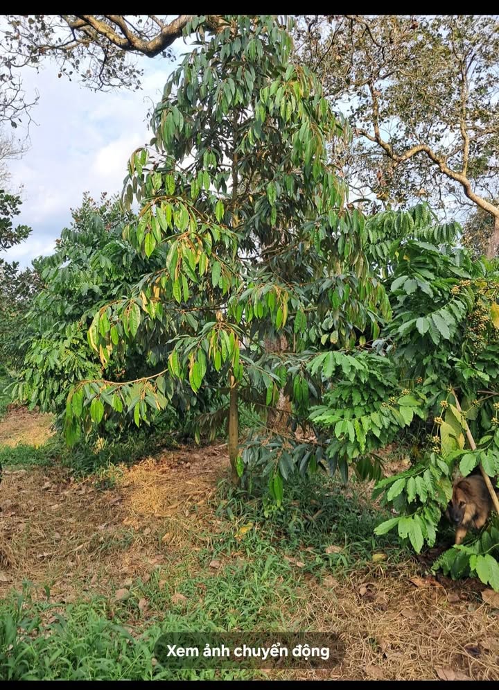 Farm 1ha Phước Sơn Bù Đăng Bình Phước giá 2 tỷ - Đầu tư sinh lời hấp dẫn!