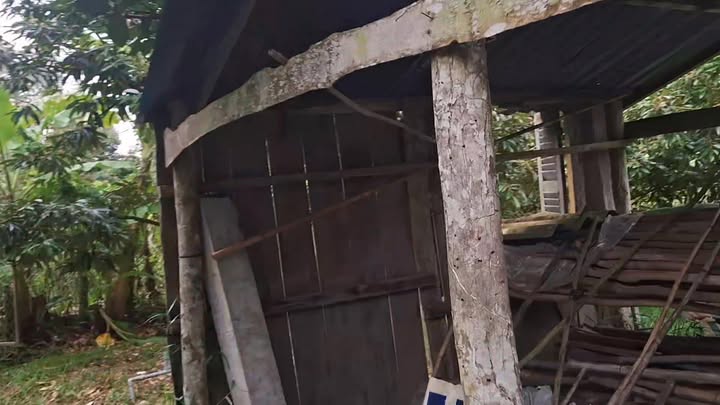 Đất vườn sầu riêng 2,475m² tại Cẩm Sơn, Cai Lậy - Giá 1.85 tỷ, đầu tư sinh lời!