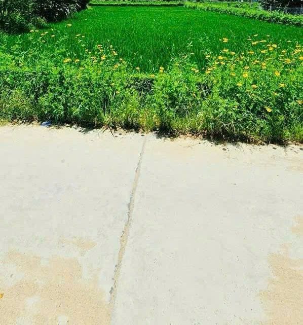 Đất nền 2 sào (1155m²) Bình Lộc, Diên Khánh giá chỉ 200 triệu - Cơ hội vàng cho nhà đầu tư!