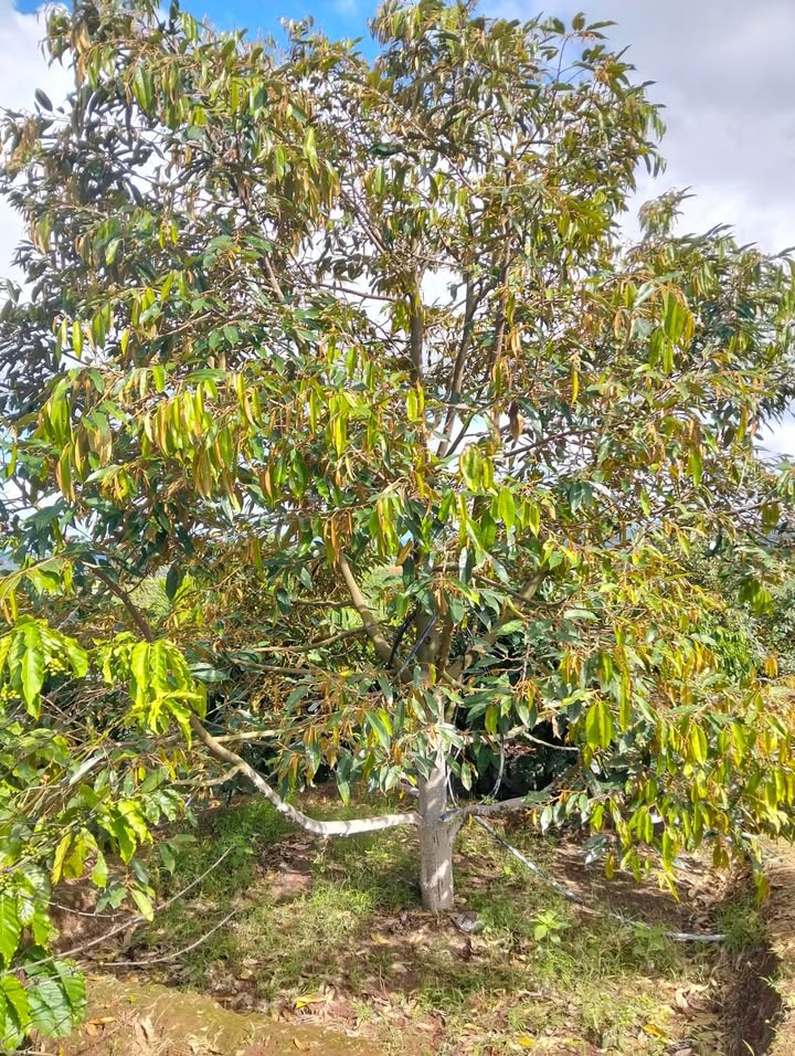 Đất Farm 2ha Thôn 8, Ea Khăl - Giá 3.75 tỷ, Đất Đỏ Bazan Bằng Phẳng