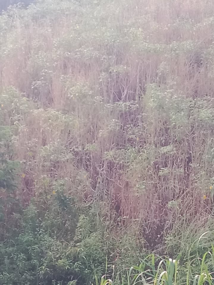 Đất cho thuê trồng cà phê tại xã Rờ Kơi, huyện Sa Thầy, giá thỏa thuận - Cơ hội đầu tư hấp dẫn!