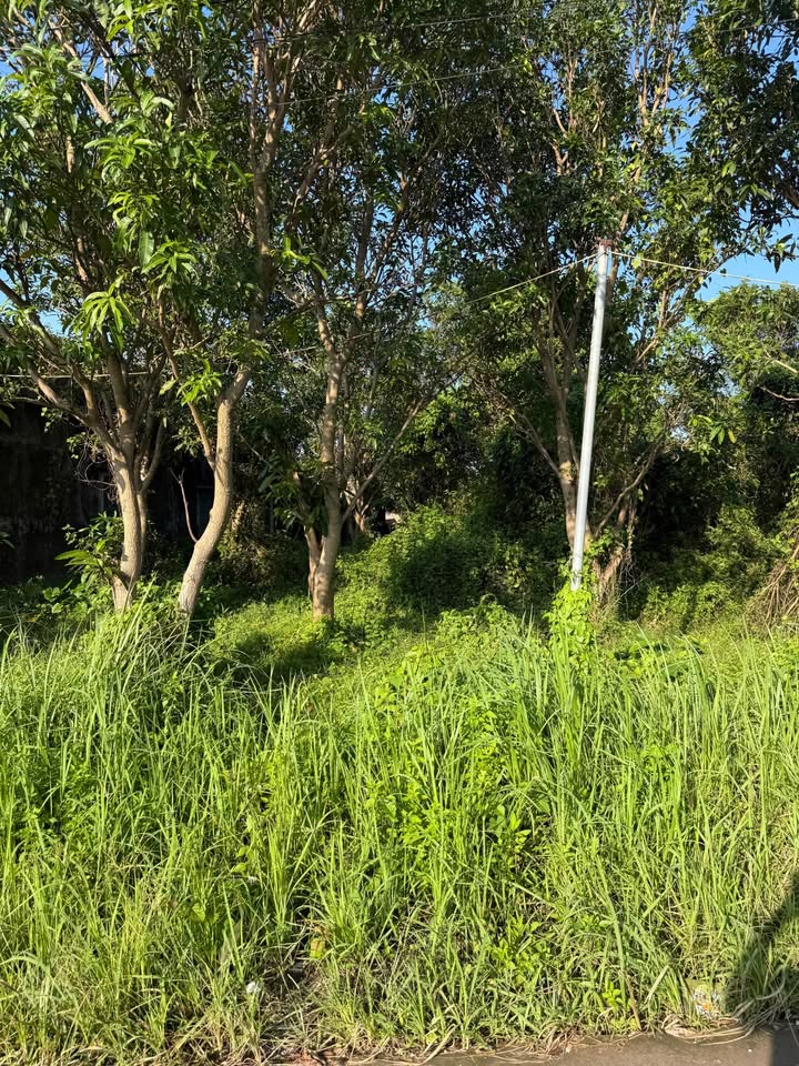 Đất thổ cư Thôn 6, Hải Tiến 100m² chỉ 200 triệu - Đầu tư sinh lời ngay!