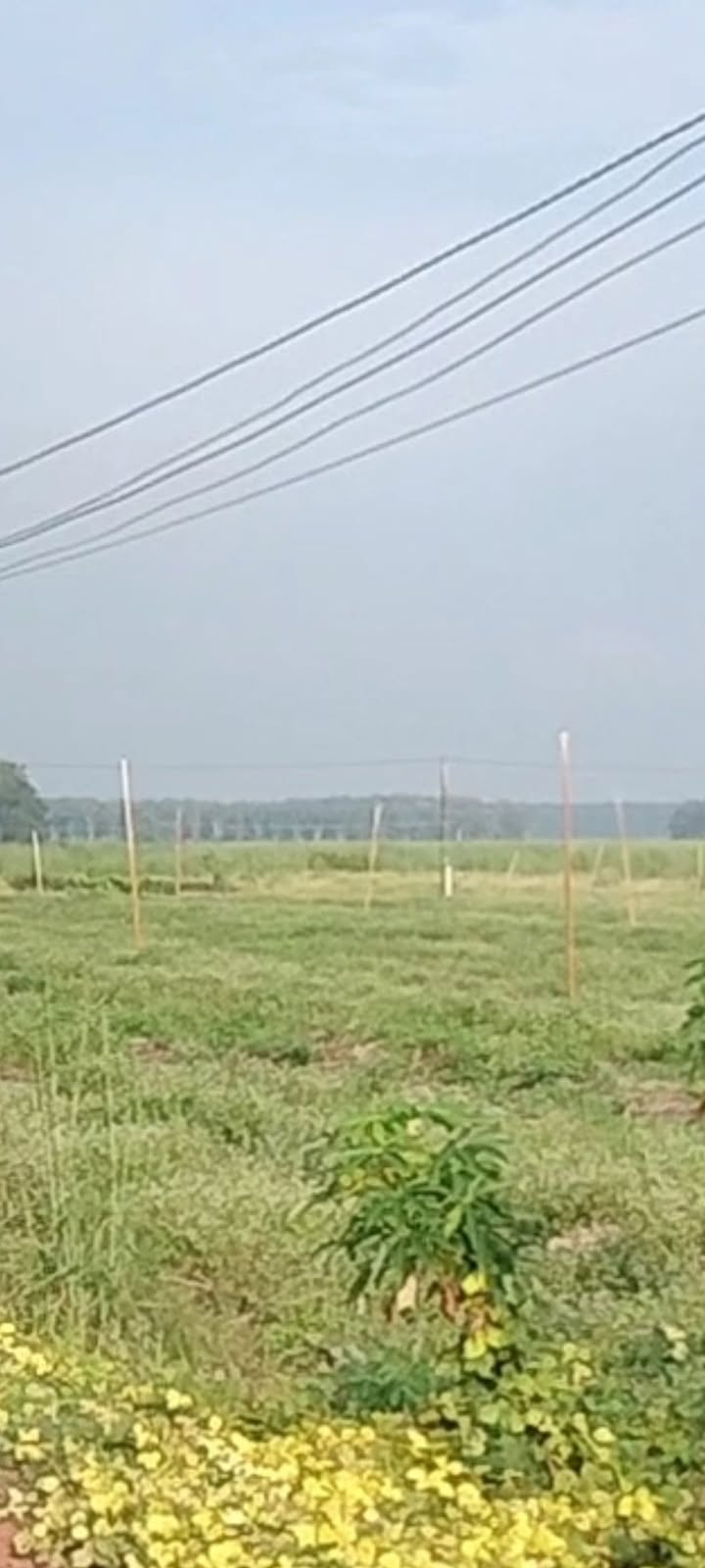 Đất nền 25ha tại Tân Hội, Tân Châu, Tây Ninh giá chỉ 25 tỷ - Cơ hội đầu tư hấp dẫn!