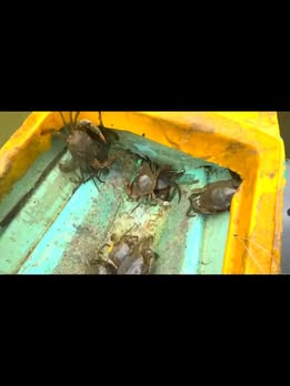 Farm cho thuê tại Ấp Nà Lớn, Lâm Hải, Năm Căn - Chỉ 110 triệu/năm!