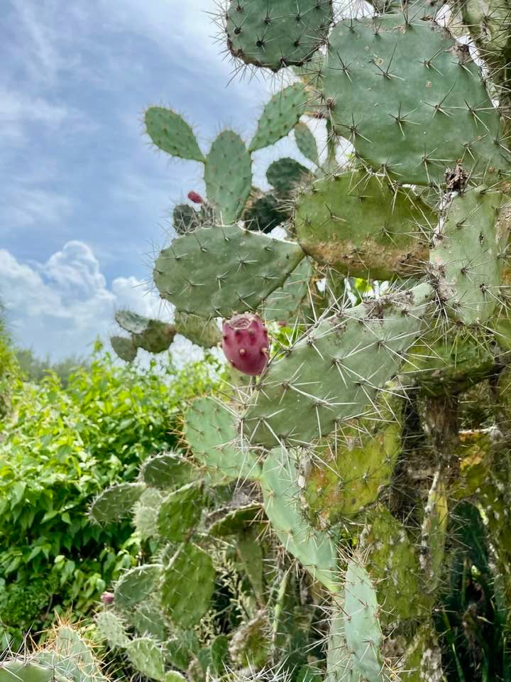 Đất biển Tam Thanh, Quảng Nam 120m² giá 1 tỷ - Cơ hội đầu tư vàng!