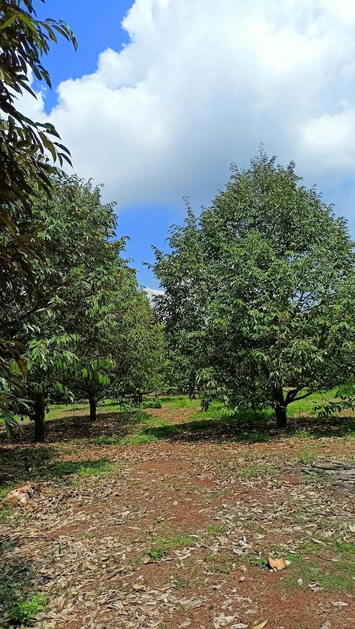 Đất nền 3 sào tại xã Xuân Bảo, Cẩm Mỹ, Đồng Nai - Giá tốt, sổ đỏ chính chủ!