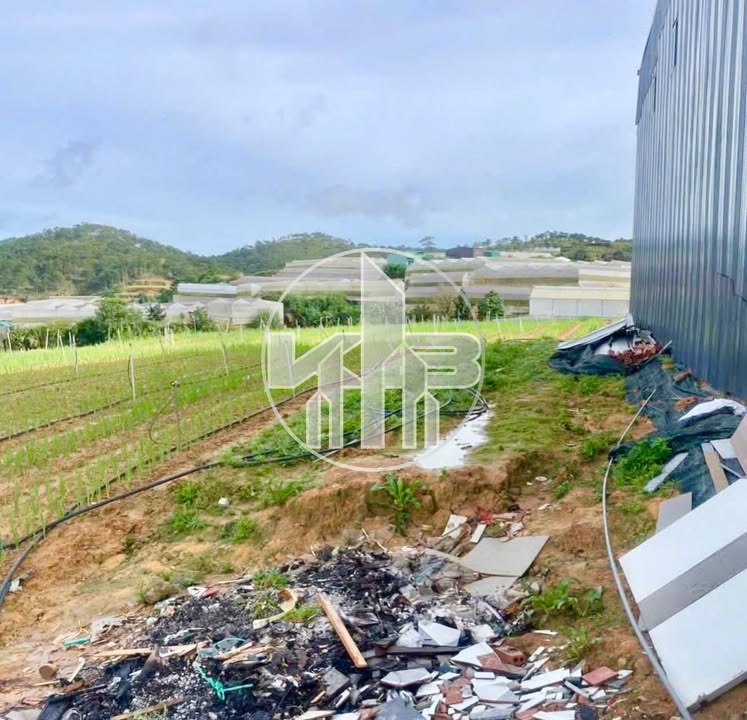 Đất nền Đà Lạt 115m² giá 1.25 tỷ - Đầu tư sinh lời ngay!