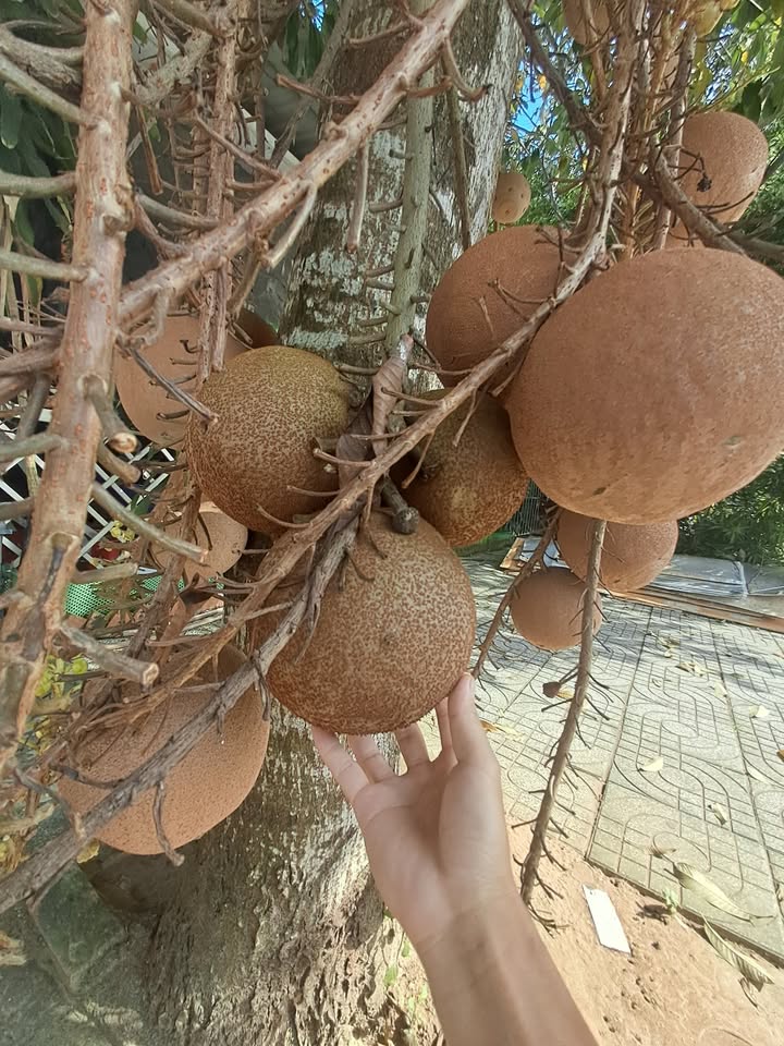 Đất nền 105m² Đường Số 1, Cái Răng, Cần Thơ - Giá chỉ 3.6 tỷ, Sổ hồng chính chủ!