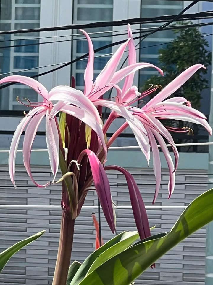 Đất nền Tăng Nhơn Phú A, quận 9, 305m² giá 13.5 tỷ - Cơ hội đầu tư sinh lời!