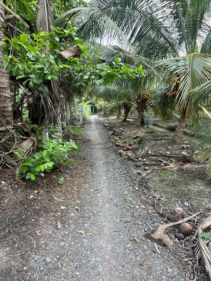 Đất 5.000m² tại Ấp 2, xã Tam Hiệp, huyện Châu Thành - Giá chỉ 5.3 tỷ VND