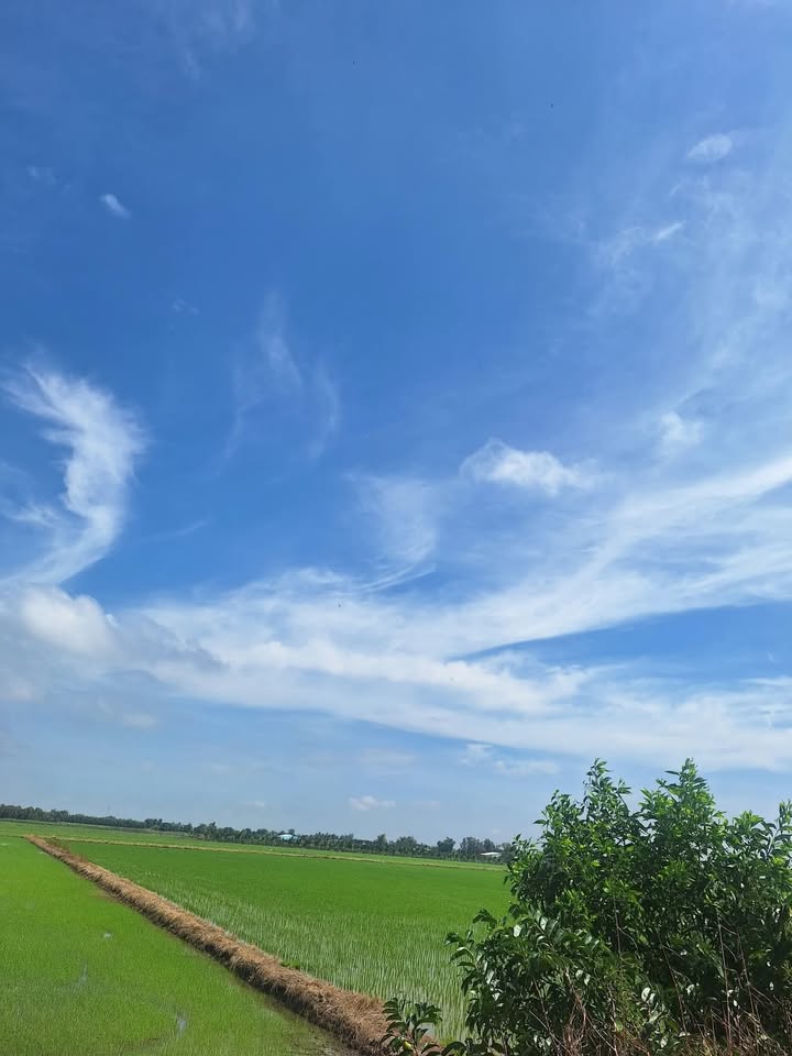 Đất nền 40 công tại xã Kiến Bình, Tân Thạnh, Long An - Giá chỉ 6.6 tỷ!