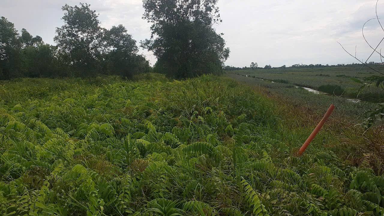 Đất nền ấp Mỹ Hòa, xã Thạnh Mỹ 310000m² giá 8.06 tỷ - Cơ hội đầu tư tiềm năng!