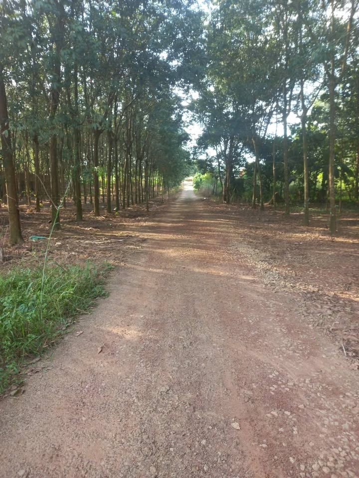 Đất Vĩnh Hòa, Phú Giáo 11500m² giá 25 tỷ - Đầu tư sinh lời tuyệt vời!