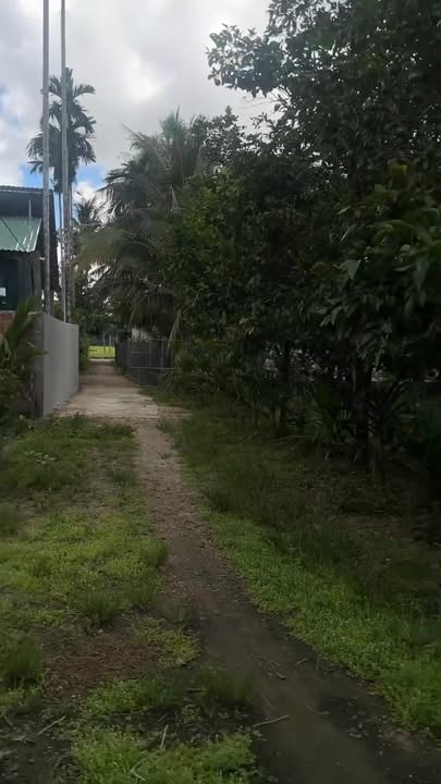 Đất vườn 4200m² tại Mỹ Hòa, Phù Mỹ - Nhà cấp 4, giá chỉ 1 tỷ VND!