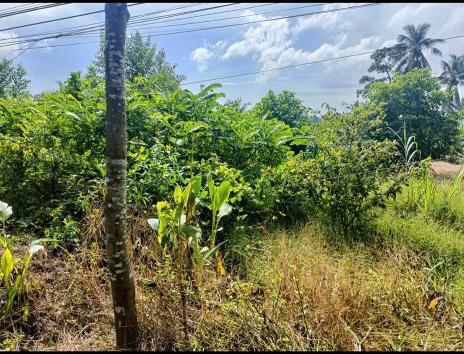 Đất thổ cư mặt tiền đường Huyện 35, xã Tân Long Hội, 287m² giá 1.05 tỷ - Lợi nhuận cao từ đầu tư!