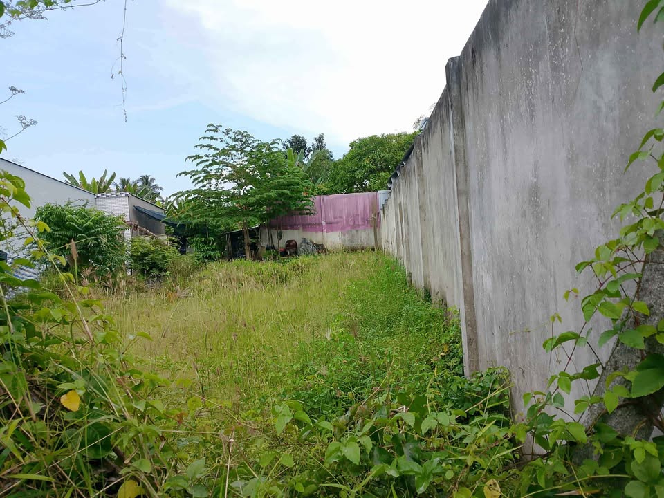 Đất cây lâu năm Cầu Tre, Tiểu Cần 184m² giá 499 triệu - Tiềm năng phát triển cao!