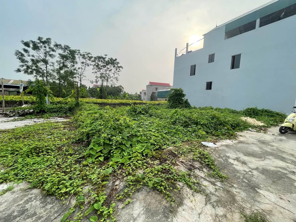 Lô đất Tự Nhiên Thường Tín 70m² giá 2.5 tỷ - Vị trí đẹp, cách đường đê chỉ 100m!