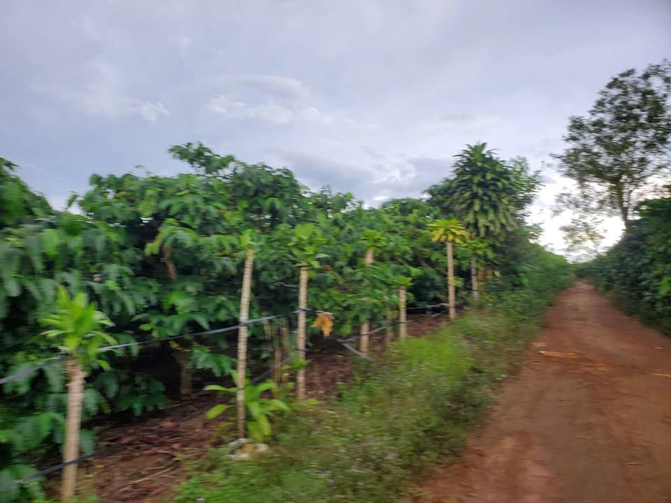 Đất nền Lộc Phát Bảo Lộc 3680m² giá 2.85 tỷ - Sổ đỏ chính chủ, đường ô tô vào tận nơi!