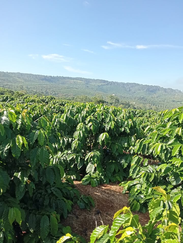 Đất nền Đinh Trang Thượng, Di Linh 10,000m² giá 1.296 tỷ - Sổ đỏ chính chủ, đầu tư sinh lời!