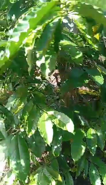 Đất nền Hòa Bắc, Di Linh 50.000m² giá 2.875 tỷ - Cơ hội đầu tư sinh lời!