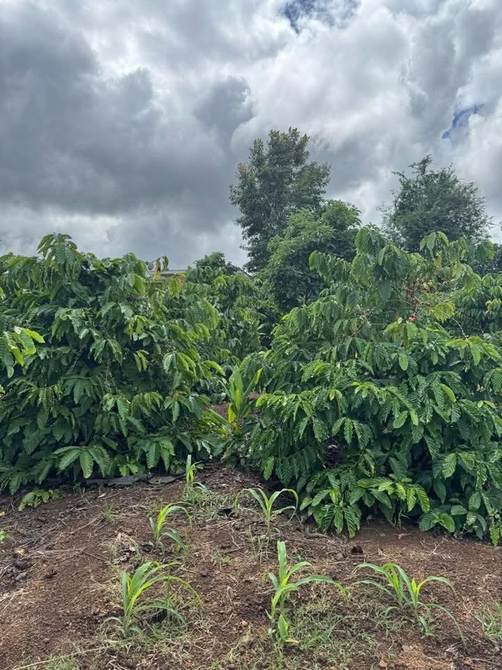 Đất Phú Xuân, Krông Năng 1044m² giá 638 triệu - Đầu tư sinh lời tức thì!